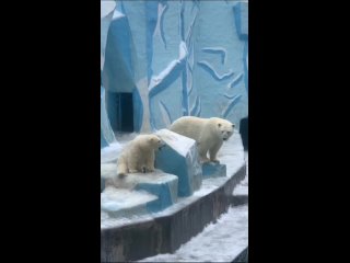 Белые медведи дождались любимого сезона года