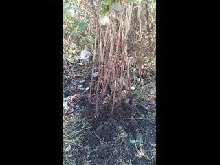 Видео от Чудо-Малина. Ягоды Черноземья