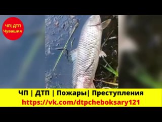 Снова обнаружена мертвая рыба в реке Кубня на границе Янтиковского района и Татарстана