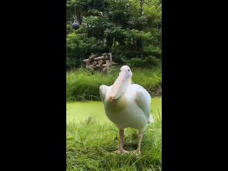 Зевнул так зевнул. Таким странным образом пеликаны охлаждают свое тело.