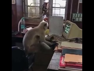 В Индии обезьяна пробралась в комнату кассира ЖД станции и начала работать