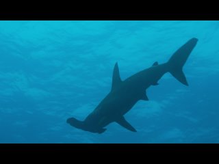 Эпические приключения с Берти Грегори - Остров акул | 3 серия 5 | 2022 | UltraHD 2160