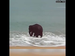 Слоник любит купаться  милые животные