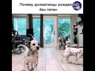 Долматинцы рождаются без пятен из-за генетической особенности, называемой "леопардинная собака". Это генетическое... (видео)
