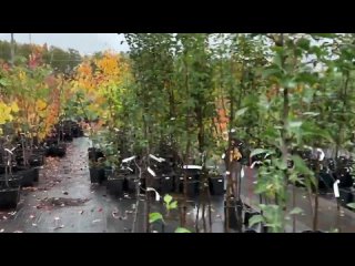 Питомник плодовых растений Россия | Dulce Gardens