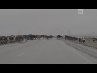 Коровы на льду перекрыли дорогу