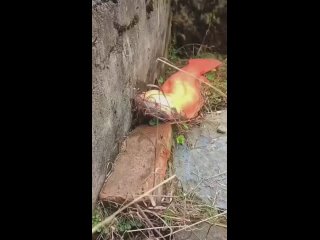 Chinese giant salamander - - worlds largest amphibian, capable of growing nearly 6ft in length 1.8 meters