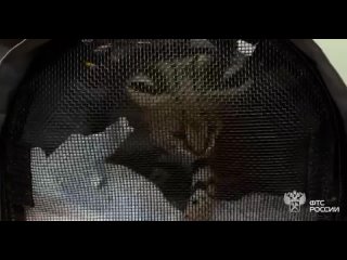 🐈В аэропорту Домодедово задержали котёнка сервала

А ещё американца, который попытался вывезти 3-месячного малыша по поддельным