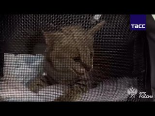 Домодедовские таможенники не дали незаконно вывезти в США трехмесячного котенка сервала