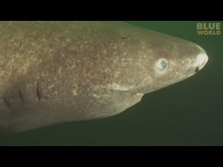 Гренландская полярная акула названа самым долгоживущим позвоночным животным.