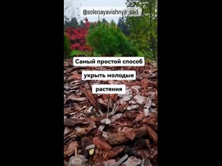 Дачные советы - Видеофайл (2)