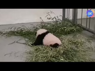 Московский зоопарк поделился новым видео с новорождённой пандой.
