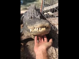 Территориальный зов крокодила