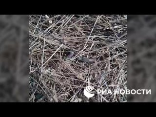 Боевики ВСУ отправили пленных россиян на минное поле.mp4