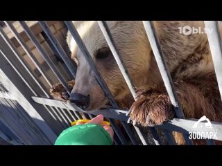 Вкусным мёдом полакомились медведи из Челябинского зоопарка