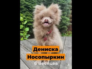 ДОМИК МЕЛКАШЕЙ ПРИГЛАШАЕТ В ГОСТИ! 😍


🐶 Вместе с нашими домовятами мы приглашаем Вас на гостевой день