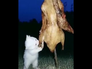 Кот ест курочку