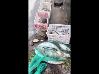 Как говорит наш любимый шеф, если человек рыбак - то это надолго. - Ибанат Натрия