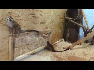 Видео от Левобережный зоопарк “Обитаемый остров“