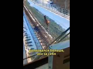 Мужики: беги направо беги… 🦌: пацаны вы че гоните мне налево надо…