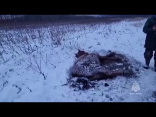 Травмированная лошадь примерзла к земле в Хабаровском крае.