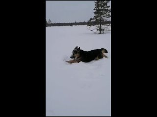 Видео от Приют для животных “Лапы, уши, хвост“