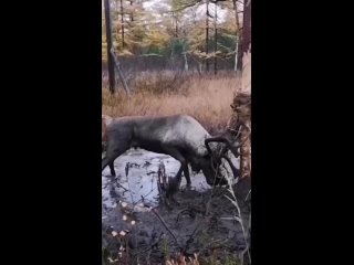 На Сахалине спасли краснокнижного северного оленя.