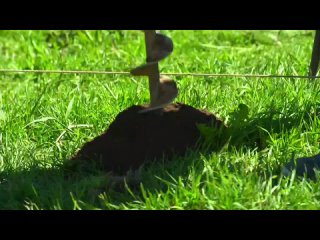 Профнастил «Спелая вишня» (1080p)