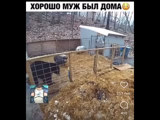 Непрошеный гость...