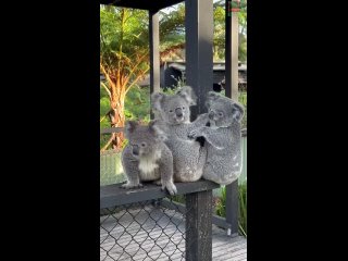 Трио коал 🐨 🐨 🐨