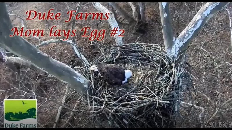 Duke Farms Mom lays Eggs, 2 Jan 21