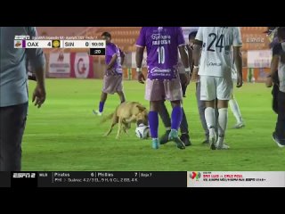 🐶 Собака устроила шоу во время матча чемпионата Мексики по футболу