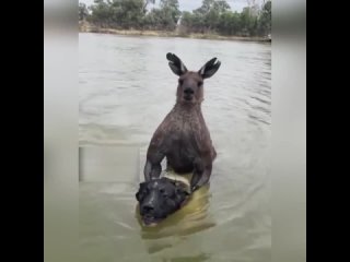 В Австралии хозяин спас пса от кенгуру, который пытался утопить четвероногого