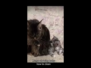 Котенок учится мыться