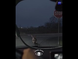 Линзы для безопасного вождения ZEISS DriveSafe