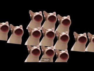 Cat Pop Bohemian Rhapsody hd