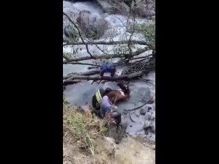 В Северной Осетии сотрудники МЧС спасли корову, упавшую в горную реку