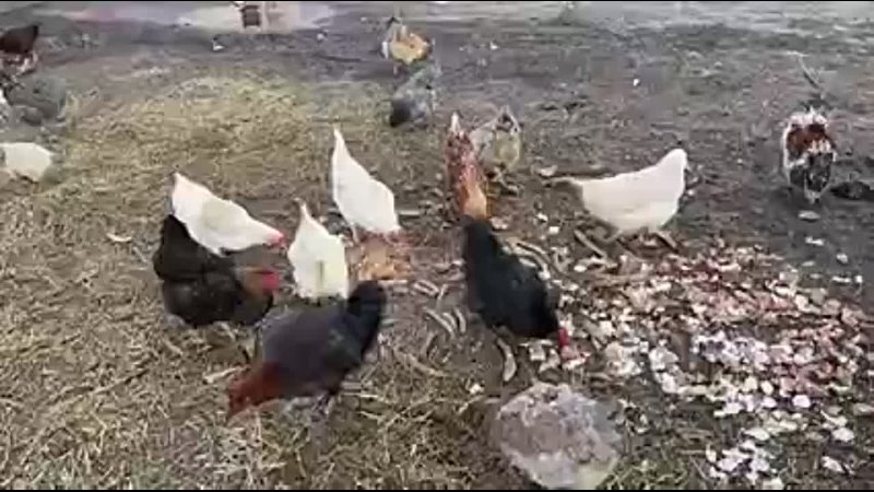 Chickens prefer to eat poop than to eat fake