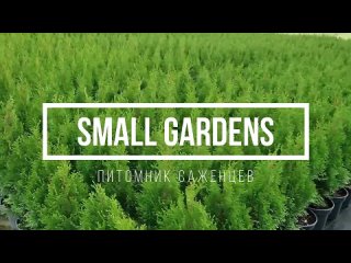 Туя Смарагд оптом в Геническ. Херсонская область. Small Gardens