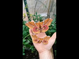 Бабочка Антерина Сурака Из-за своей красоты, бабочка стала объектом интереса для коллекционеров, что уменьшает ее численности