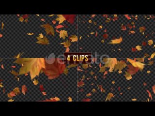 falling-maple-leaves-on-transparent-background-4-clips28402843