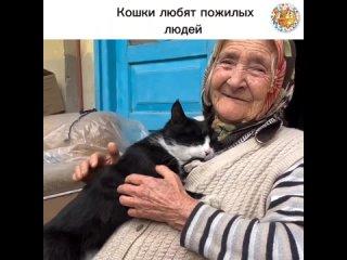 Кошки любят пожилых людей