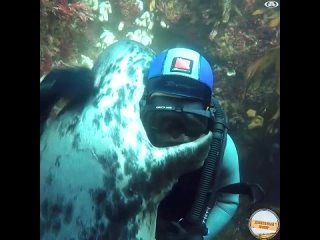 “Дружелюбный тюлень и дайвер: подводная дружба“.