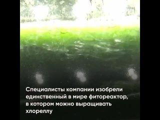 В Новосибирске создали технологию производства «живой» косметики из водорослей