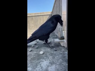 Очень умная ворона