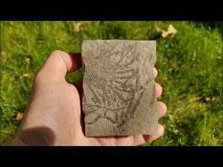 Отпечатки ископаемых бурых водорослей