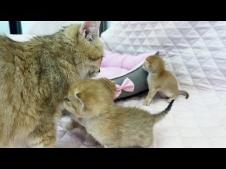 Котенок пытается привлечь внимание матери-кошки, но она бросает его.