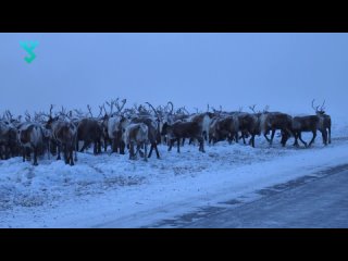 Каслание с препятствиями | Оленевод рассказывает о перегоне оленьего стада