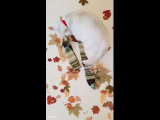 Видео от Морис. Шотландский котик (Скоттиш - страйт)