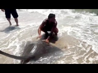 В Штате Флорида, США местные жители ради спортивной забавы выловили гигантского ската и отпустили его обратно в море.